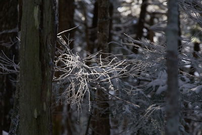Close-up of frozen tree