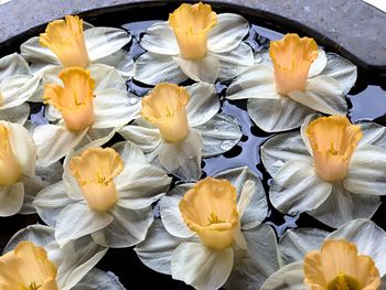 Close-up of yellow flowers