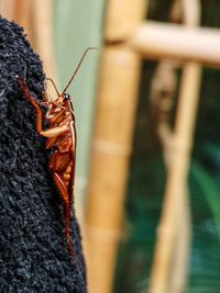 Close-up of large cockroach on arm of a person 