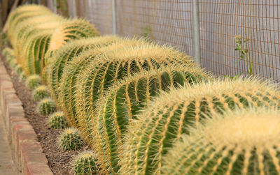 Close-up of succulent plant