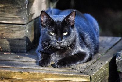 Close-up of black cat on wood