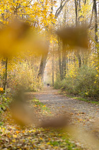 View of autumn trees in forest