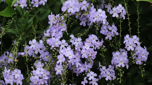 Close-up of purple flowering plants