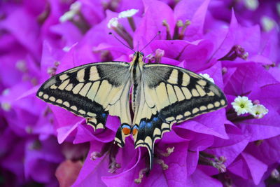 Close-up of butterfly pollinating on purple flower