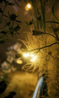 Close-up of illuminated tree against sky during sunset