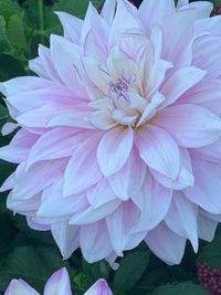 Close-up of pink dahlia flower