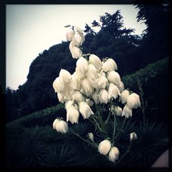 Close-up of white flowers