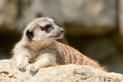 Close-up of a squirrel looking away