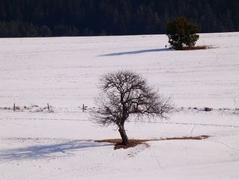Bare tree on snow covered field