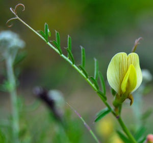 Close-up of flowering plant