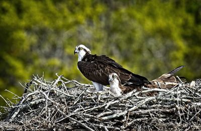 Lookin for daddy osprey