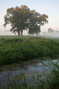 Tree on field by lake against sky