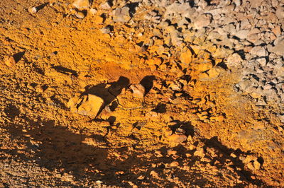 High angle view of horse on field