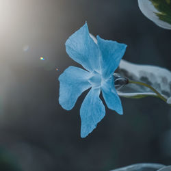 Close-up of blue flowering plant