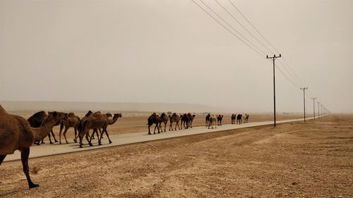 Flock of sheep walking on road