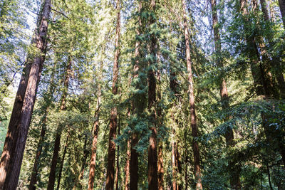 Low angle view of bamboo trees in forest