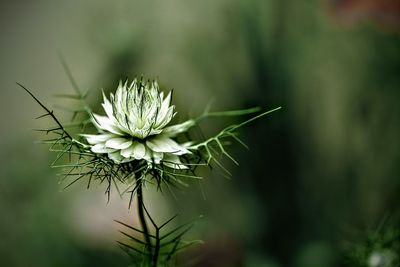 Close-up of flowering plant