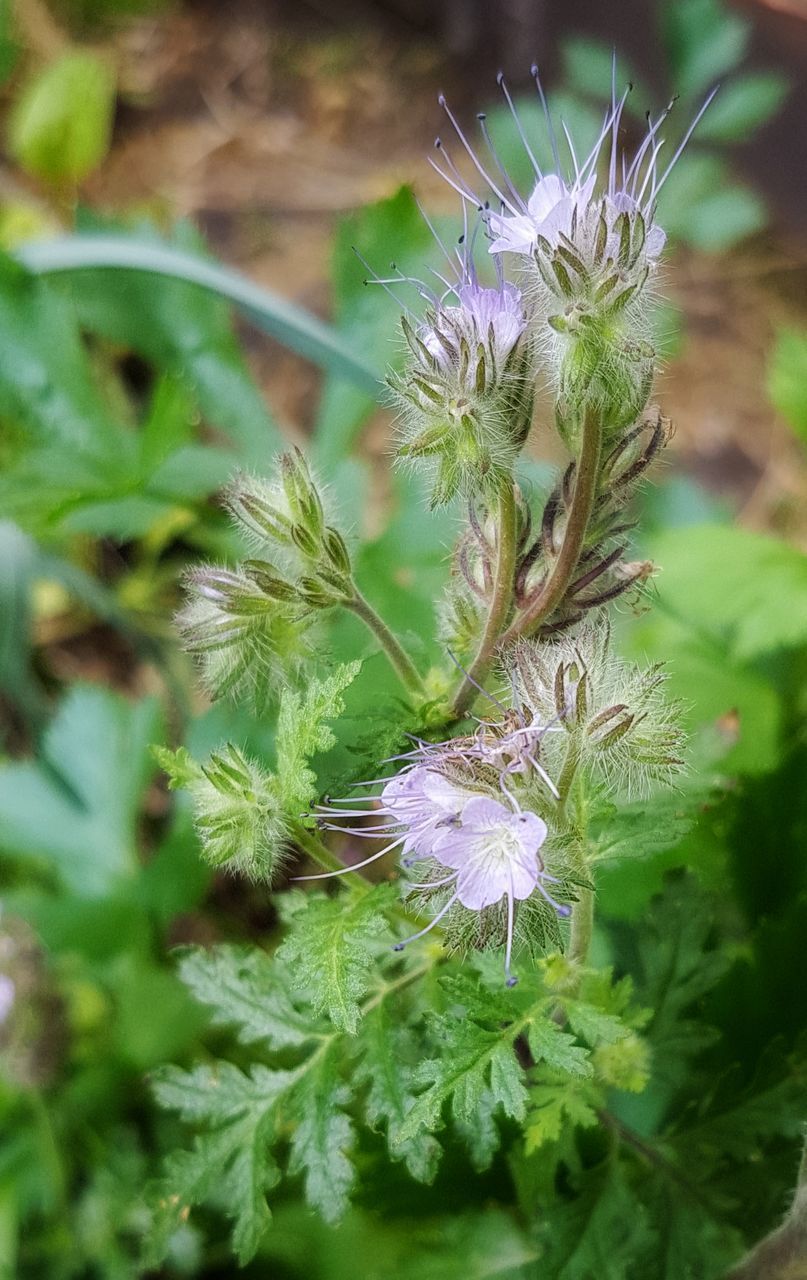 CLOSE-UP OF PURPLE FLOWER PLANT