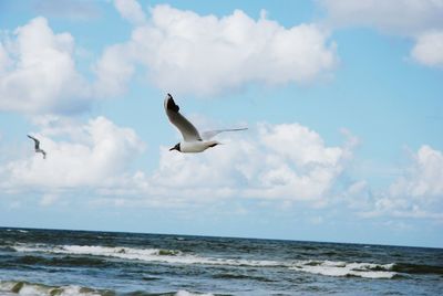 Birds flying over sea against sky