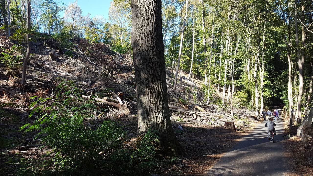 REAR VIEW OF PEOPLE WALKING ON DIRT ROAD IN FOREST