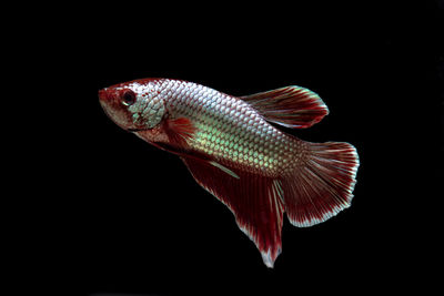 Close-up of fish swimming in sea