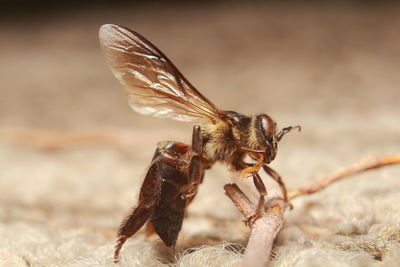 Close-up of bee