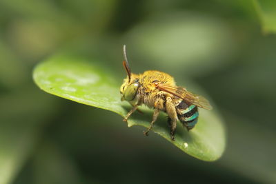 Close-up of insect on leaf