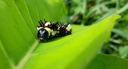 Close-up of insect on leaf