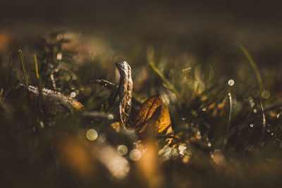 Full frame shot of leaves