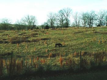 View of sheep on field against sky