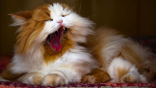 Close-up of cat yawning