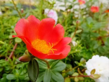Close-up of flower blooming outdoors