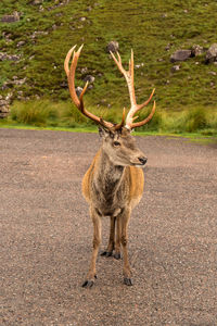 Portrait of deer