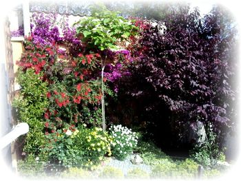 View of flowering plants in garden