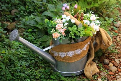 Close-up of potted plants in yard