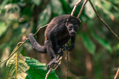 Close-up of monkey on tree in forest