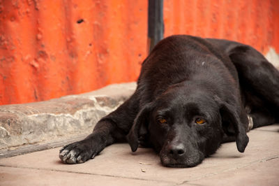 Black stray dog lying on footpath