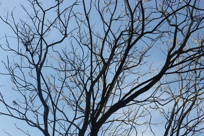 Low angle view of bare tree against clear blue sky