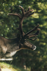 Close-up of deer