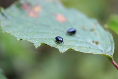 Close-up of insect on leaf