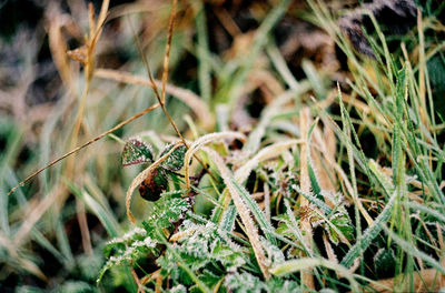 Close-up of insect on plant