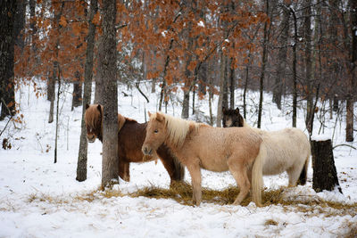 View of a horse on snow covered field