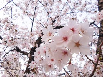 Cherry blossoms in spring