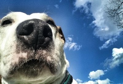 Close-up of horse against sky