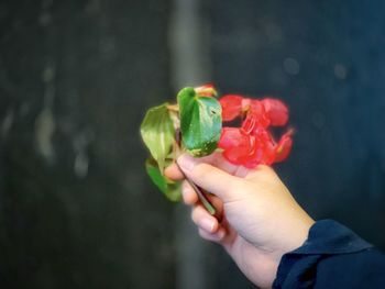 Close-up of hand holding ice cream