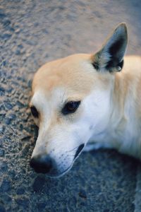 Close-up portrait of a dog