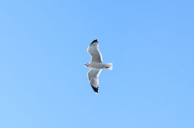Low angle view of swan flying against clear blue sky