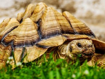 Close up of animal shell