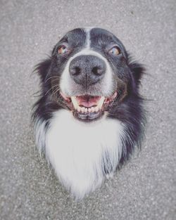 Close-up of border collie