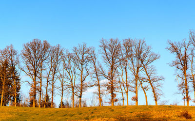 Trees on field against clear blue sky